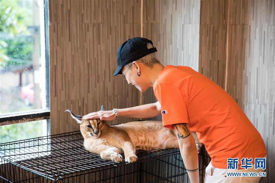9월 9일 손님이 방콕 동물 커피숍에서 카라칼과 즐거운 시간을 보내고 있다. [사진 출처: 신화망]