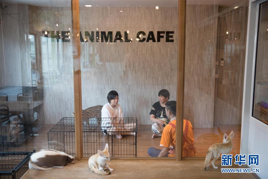 9월 9일 촬영한 방콕 동물 커피숍 모습 [사진 출처: 신화망]