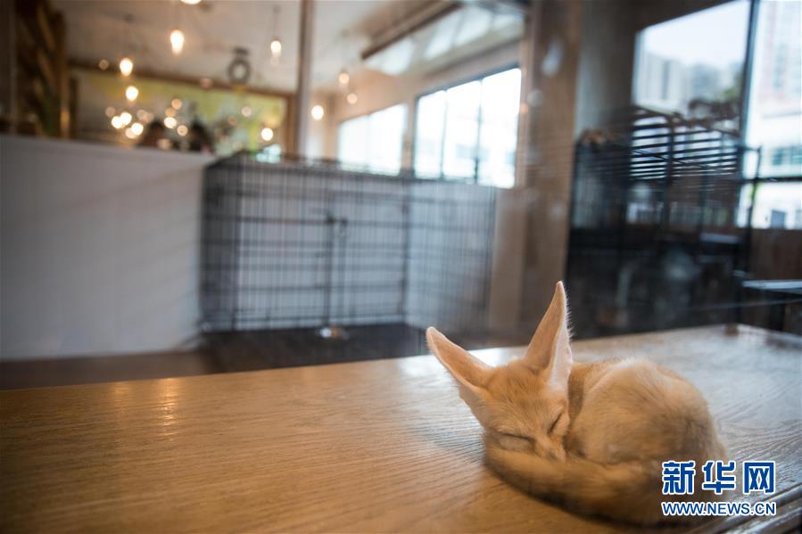 9월 9일 사막 여우 한 마리가 방콕 동물 커피숍에서 쉬고 있다. [사진 출처: 신화망]