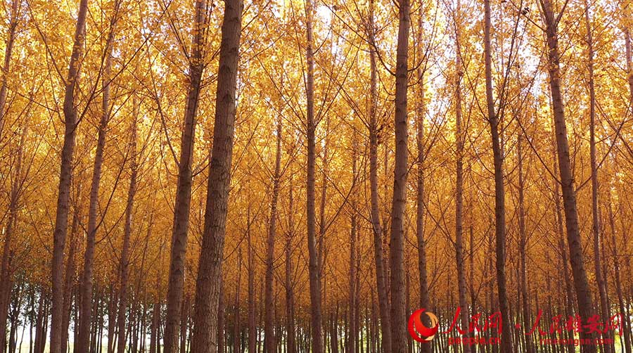 깊은 가을 버드나무숲[사진 출처: 인민망]