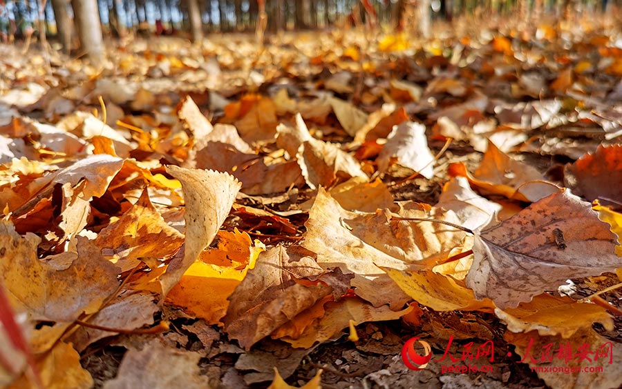 슝안(雄安) 가을의 낙엽은 특별히 아름답다. [사진 출처: 인민망]