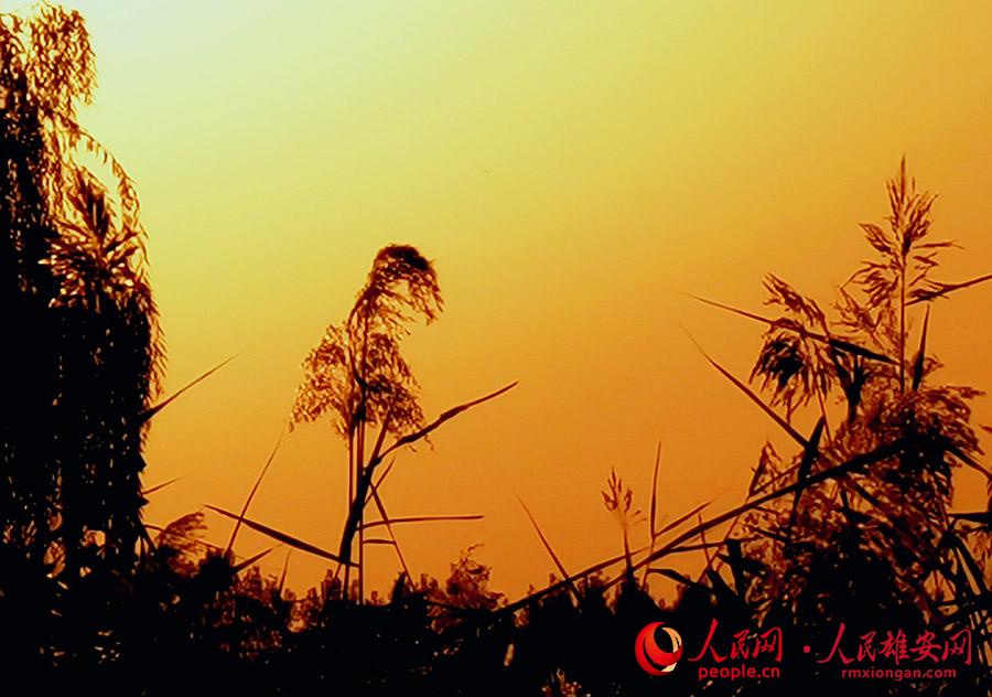 슝안(雄安)의 가을[사진 출처: 인민망]