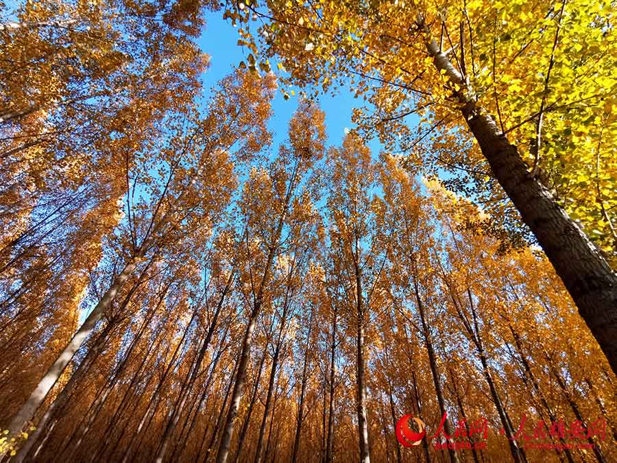 푸른 하늘 아래 슝안(雄安)의 가을[사진 출처: 인민망]