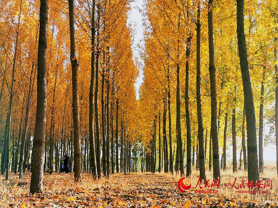깊은 가을 슝안(雄安) 신구의 버드나무숲은 특별히 아름답다. [사진 출처: 인민망]