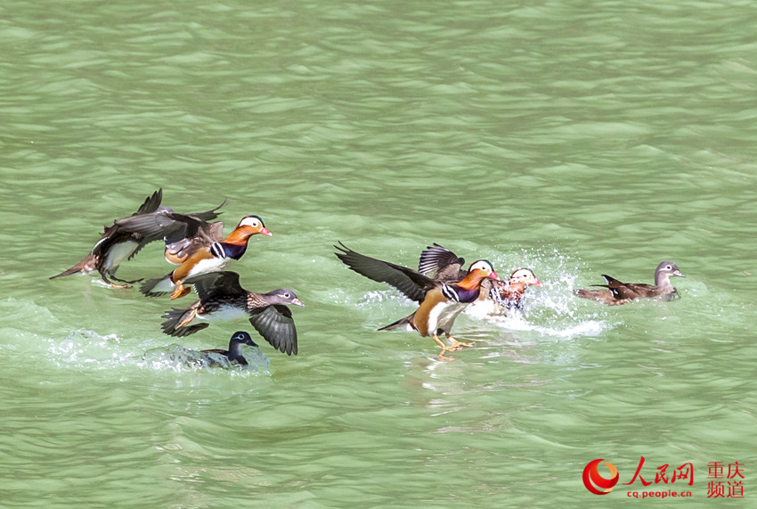 생태환경이 좋아지면서 야생 원앙이 난촨(南川)구 산왕핑(山王坪)으로 날아와 월동한다. 