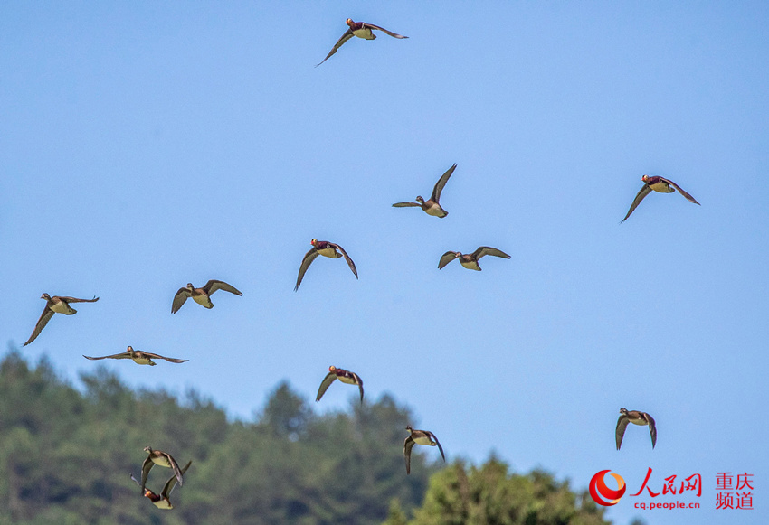 생태환경이 좋아지면서 야생 원앙이 난촨(南川)구 산왕핑(山王坪)으로 날아와 월동한다. 