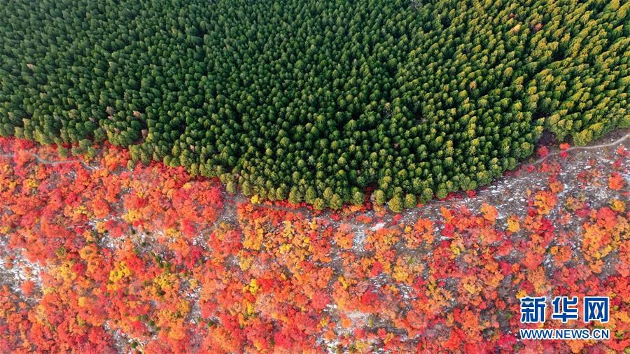 붉게 물든 안개나무 숲과 푸른 소나무 숲이 지난(濟南) 셰쯔(蠍子)산 산등성이를 따라 펼쳐져 있다. [11월 4일 드론 촬영/사진 출처: 신화망]