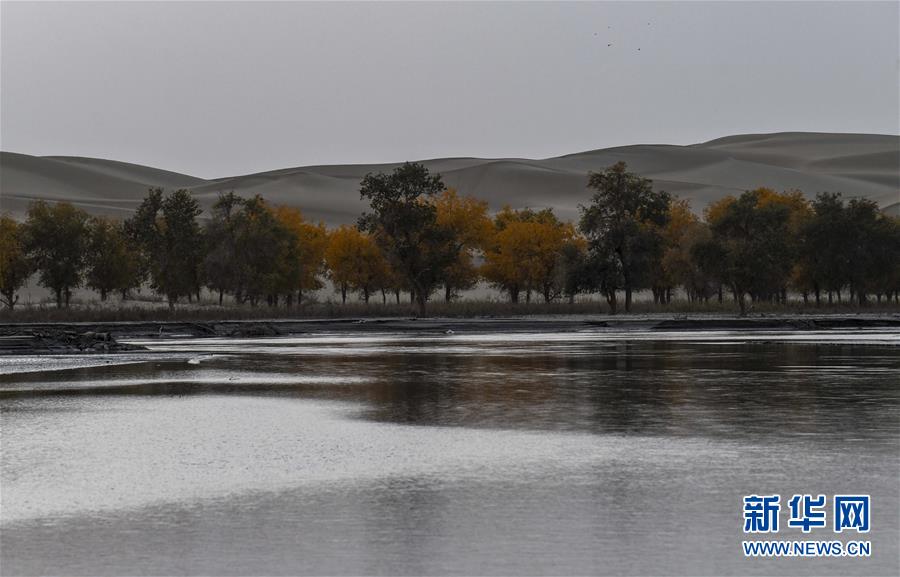 타리무(塔里木)강 강가의 유프라티카 포플러[10월 26일 촬영/사진 출처: 신화망]