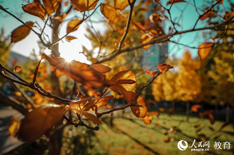 중국석유대학교(베이징) 나뭇잎 사이로 비치는 햇살 [사진 출처: 인민망]