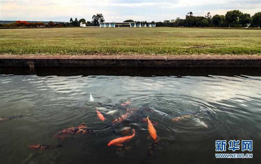 지난 2일 촬영한 브라질 수도 브라질리아의 팔라시우 두 플라나우투(대통령 공관) 연못 속 중국 비단잉어 [사진 출처: 신화망]