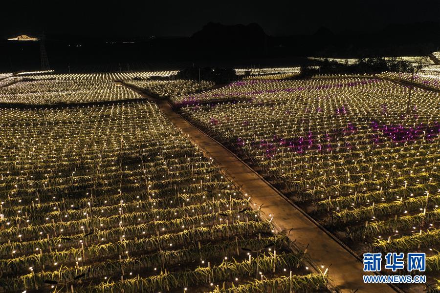 광시(廣西) 룽안(隆安)현 조명 시스템을 설치한 용과 재배기지 저녁 불빛이 밝다. [10월 15일 촬영/사진 출처: 신화망]