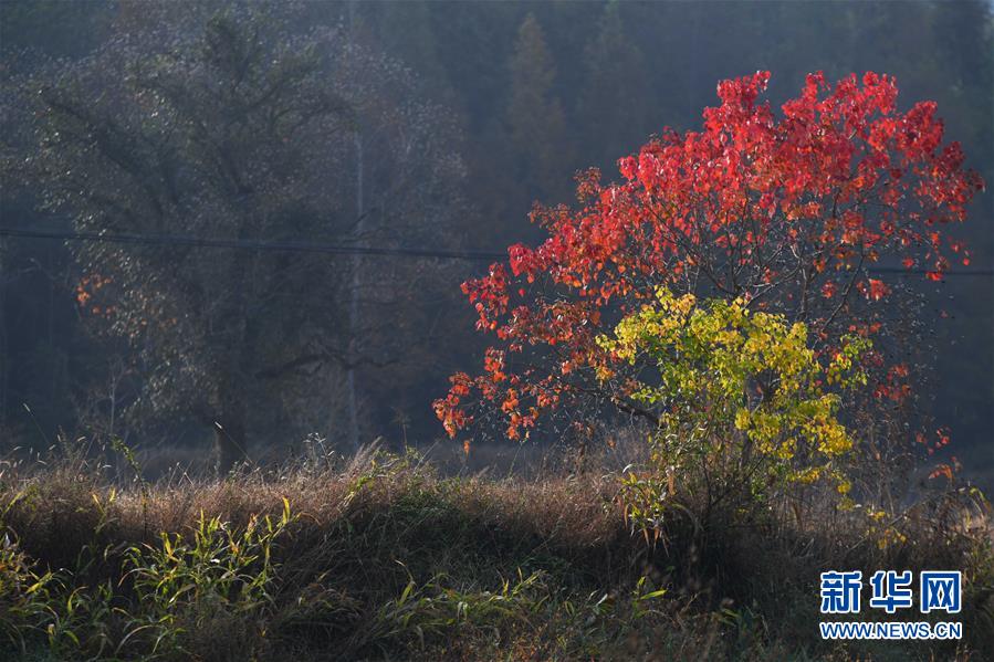 11월 8일 촬영한 훙(宏)촌 관광지 인근 논밭 풍경 [사진 출처: 신화망]