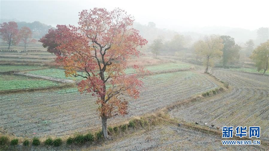 11월 8일 드론으로 촬영한 타촨(塔川) 관광지 인근 논밭 풍경 [사진 출처: 신화망]