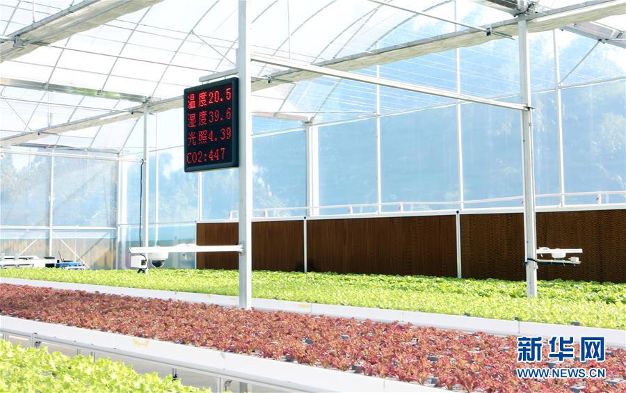 지난 14일 촬영한 ‘잎채소 공장’ 전시구역 [사진 출처: 신화망]