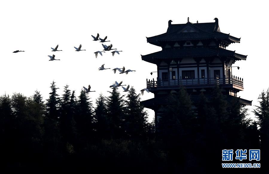 백조가 싼먼샤(三門峽) 톈어후(天鵝湖) 국가도시습지공원 위를 날고 있다. [11월 14일 촬영/사진 출처: 신화망]