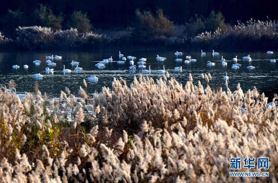 싼먼샤(三門峽) 톈어후(天鵝湖) 국가도시습지공원에서 백조들이 휴식을 취하고 있다. [11월 14일 촬영/사진 출처: 신화망]