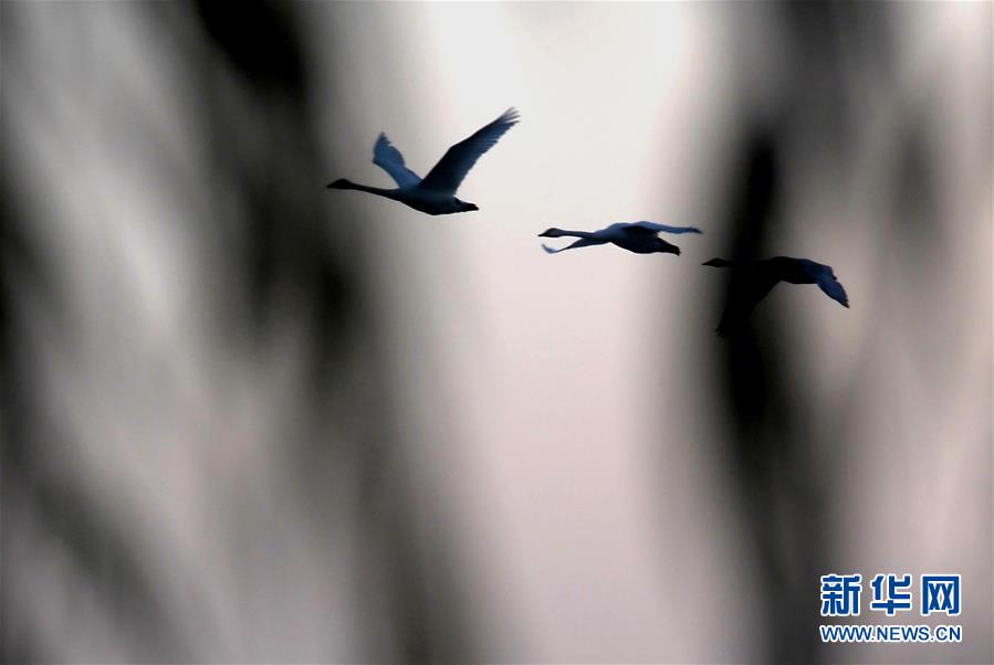 백조가 싼먼샤(三門峽) 톈어후(天鵝湖) 국가도시습지공원 위를 날고 있다. [11월 14일 촬영/사진 출처: 신화망]