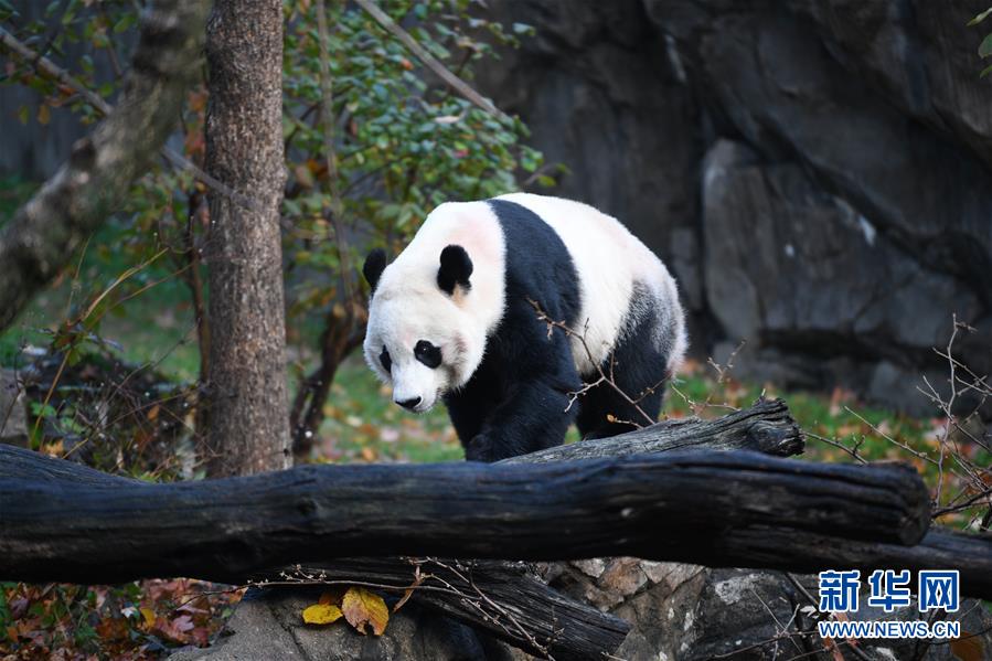 11월 19일, 판다 ‘베이베이(貝貝)’가 귀국하기 전, 워싱턴에 위치한 미국 국립동물원에서 산책하며 즐거운 시간을 보내고 있다. [사진 출처: 신화망]