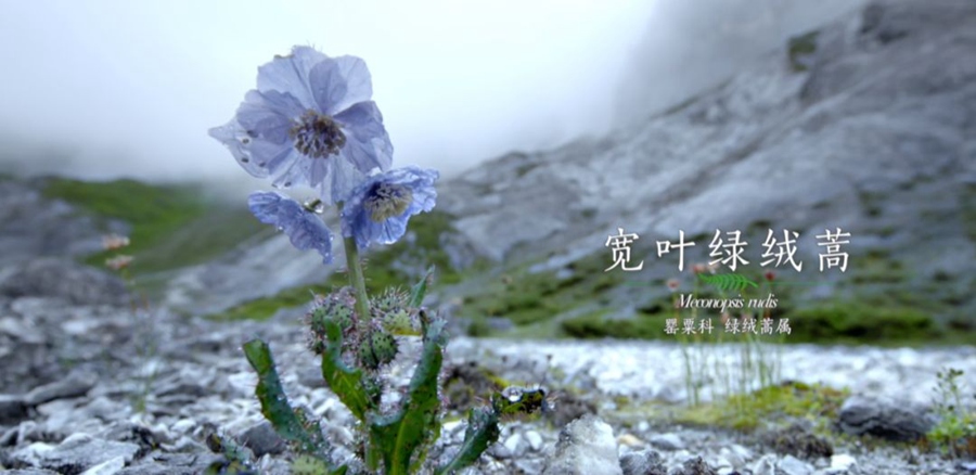 관엽녹용호(寬葉綠絨蒿, Meconopsis). 설산 극한지대에 피는 꽃으로 진정한 고원의 요정