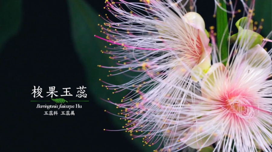 사과옥예(梭果玉蕊, Barringtonia fusicarpa Hu). 중국에만 자생하는 식물로 피어있는 시간이 몇 시간에 불과하다.