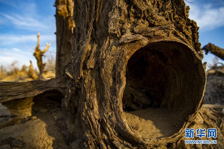 커리야허(克里雅河)강 사막 백양나무 [11월 15일 촬영/사진 출처: 신화망]