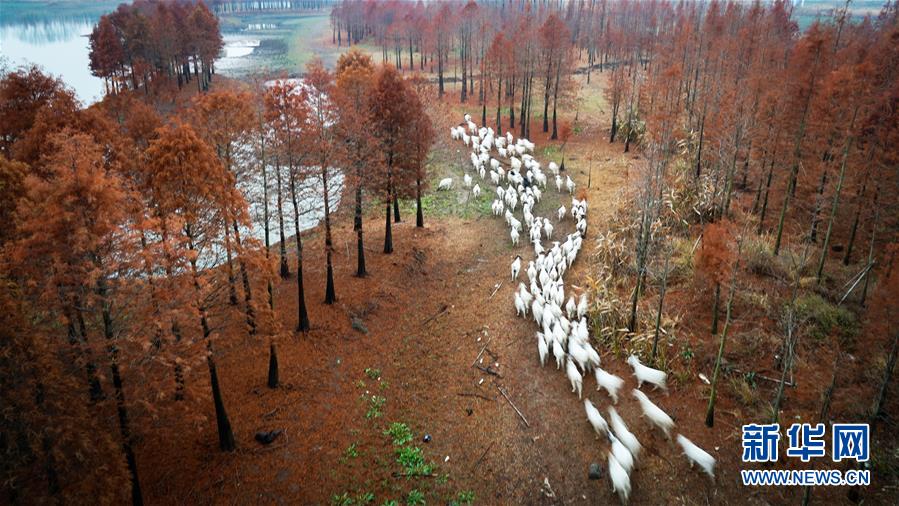 세쿼이아 숲을 지나는 양떼 무리 [11월 27일 촬영/사진 출처: 신화망]