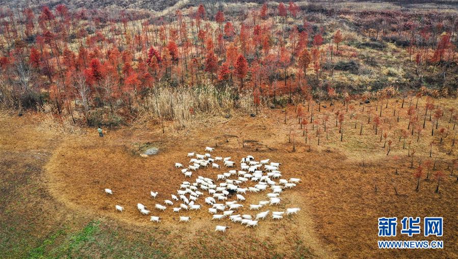세쿼이아 숲을 지나는 양떼 무리 [11월 27일 드론 촬영/사진 출처: 신화망]