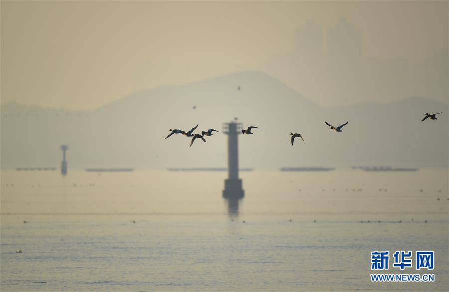 지난 11일 새가 선전만 위를 날고 있다. [사진 출처: 신화망]