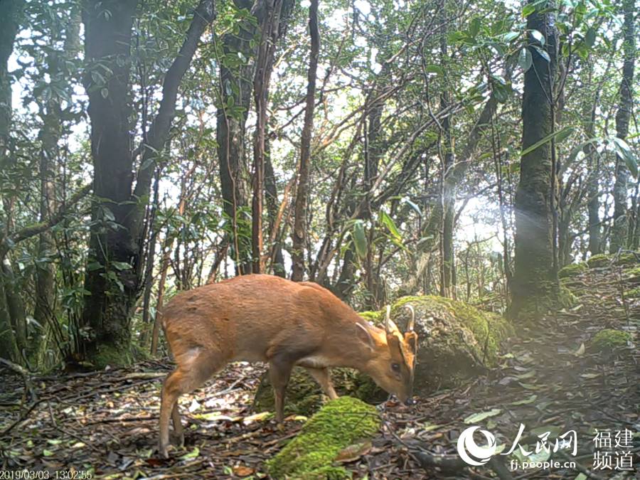 적외선 카메라에 포착된 야생 붉은문착(Muntiacus muntjak) [사진 출처: 인민망]