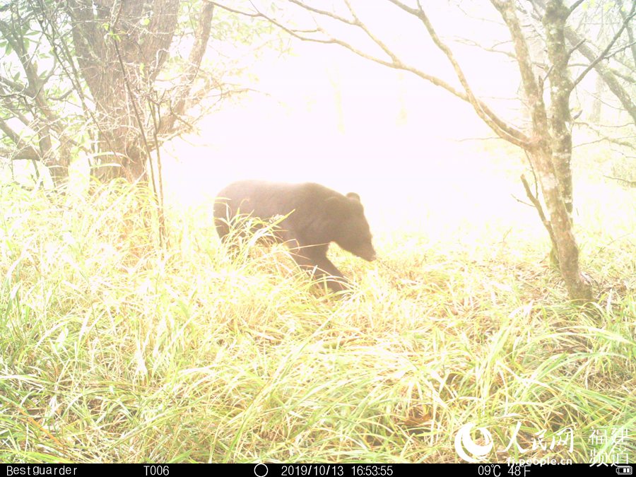 적외선 카메라에 포착된 야생 흑곰 [사진 출처: 인민망]