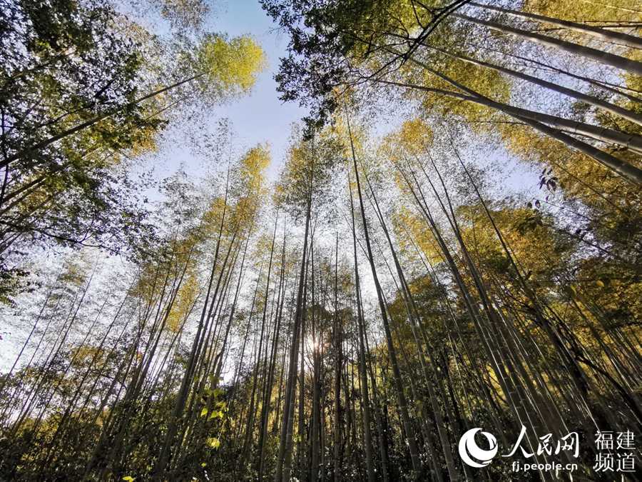 우이산 국가공원 내 죽림 [사진 출처: 인민망]