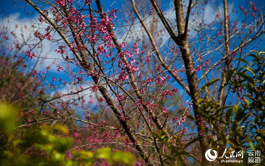징마이산 차밭 주변으로 핀 겨울 벚꽃 [사진 출처: 인민망]