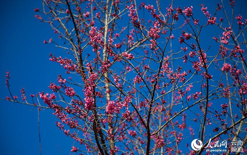 징마이산 차밭 주변으로 핀 겨울 벚꽃 [사진 출처: 인민망]
