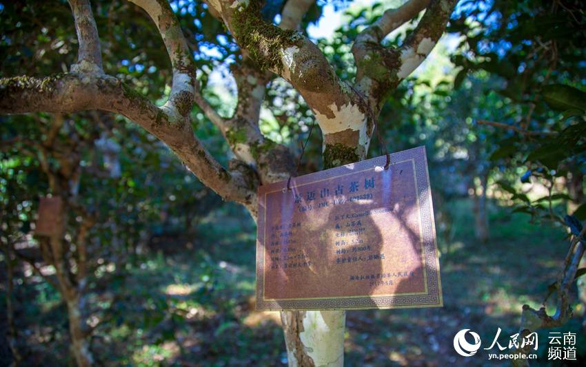 징마이산 보호팻말이 달린 차나무 [사진 출처: 인민망]