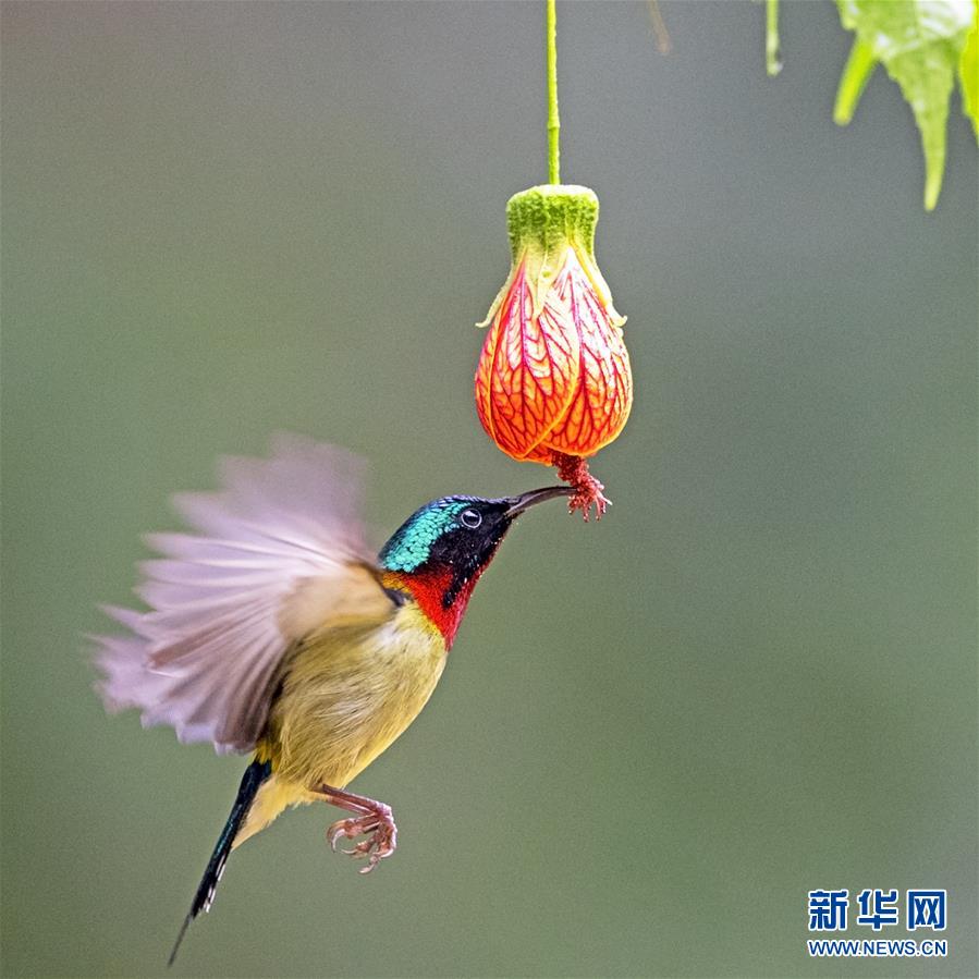 푸저우 시후(西湖)공원에서 한 태양새가 꽃봉우리 주변을 맴돌며 꿀을 찾고 있는 모습이 포착됐다. [1월 3일 촬영/사진 출처: 신화망]
