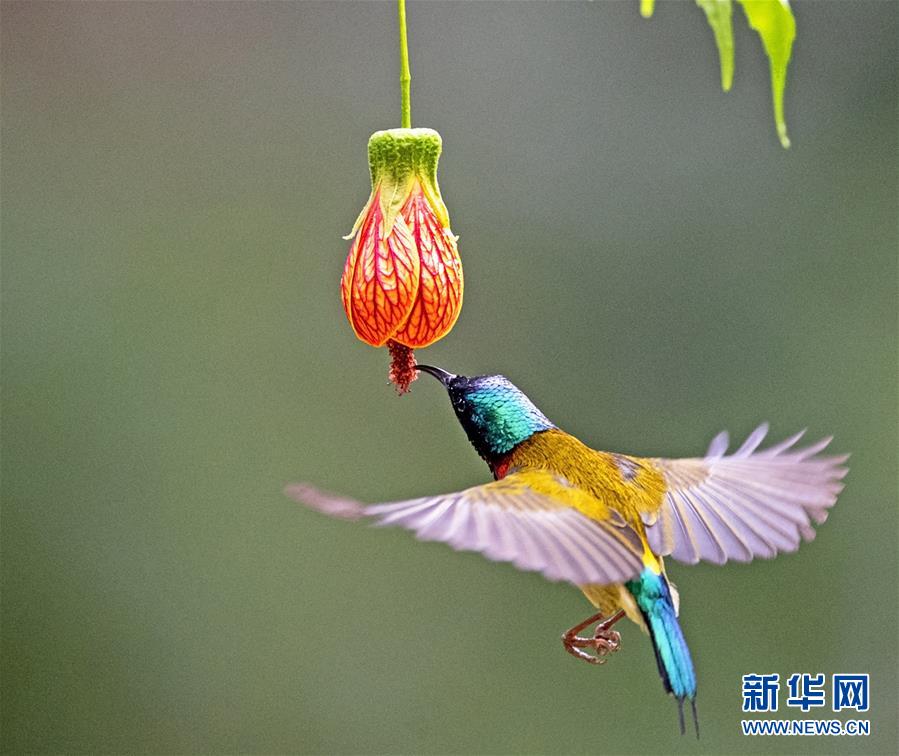 푸저우 시후(西湖)공원에서 한 태양새가 꽃봉우리 주변을 맴돌며 꿀을 찾고 있는 모습이 포착됐다. [1월 3일 촬영/사진 출처: 신화망]