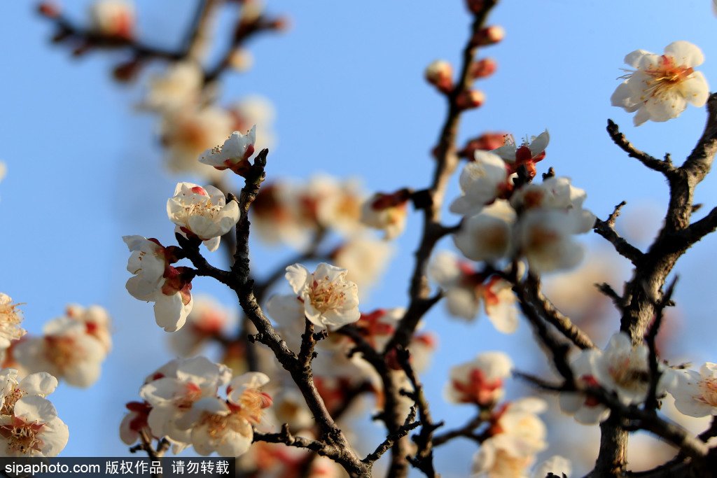 황산시 빈장공원의 매화 [2월 9일 촬영/사진 출처: Sipaphoto]