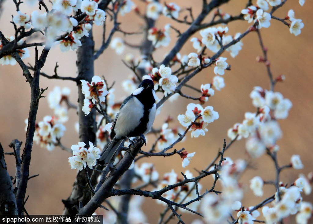 황산시 빈장공원의 매화 [2월 9일 촬영/사진 출처: Sipaphoto]