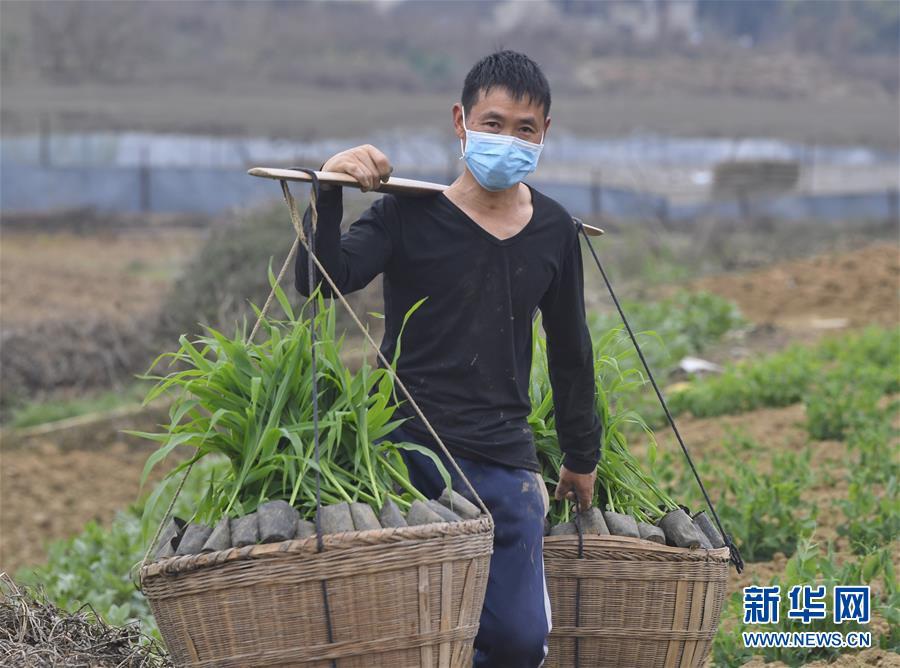 지난 13일 청두시 룽취안이구 훙안(洪安)진 화공신(化工新)촌 마을 주민이 밭에서 일하고 있다. [사진 출처: 신화망]