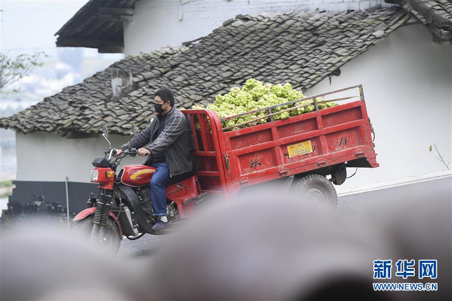 충칭시 푸링구 췬성눙(群勝農) 자차이주식조합 직원이 칭차이터우를 운반하고 있다. [사진 출처: 신화망]