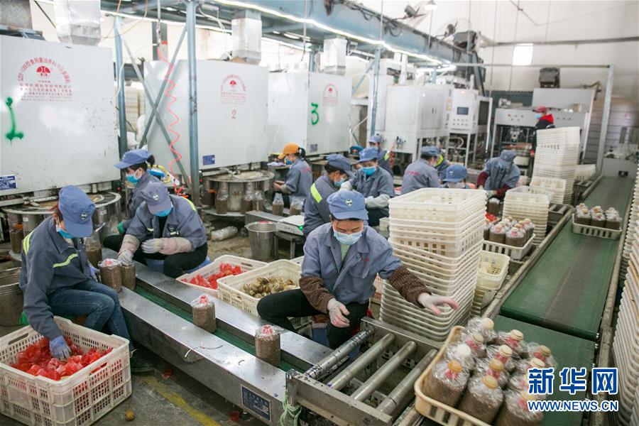 구이저우성 비제시 다팡현의 식용버섯 생산기업 직원들이 식용버섯 봉투를 생산하고 있다. [2월 13일 촬영/사진 출처: 신화망]