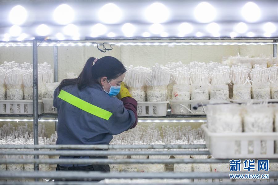 구이저우성 비제시 다팡현의 식용버섯 생산기업 직원이 식용버섯을 채집하고 있다. [2월 13일 촬영/사진 출처: 신화망]