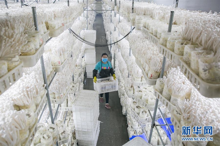 구이저우성 비제시 다팡현의 식용버섯 생산기업 직원이 식용버섯을 채집하고 있다. [2월 13일 촬영/사진 출처: 신화망]