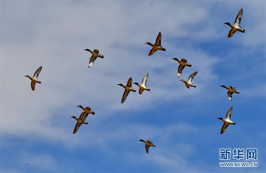 물오리 떼가 라루습지 상공을 날고 있다. [2월 24일 촬영/사진 출처: 신화망]