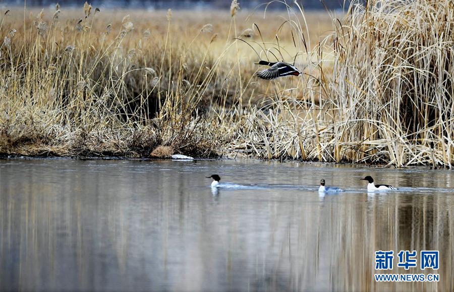 라루습지에서 휴식을 취하고 있는 물새 [2월 24일 촬영/사진 출처: 신화망]