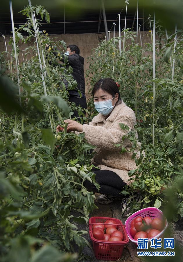 웨이난시 화저우구 쥔차오 현대시설 농업산업단지의 직원들이 비닐하우스에서 토마토를 채집하고 있다. [2월 26일 촬영/사진 출처: 신화망]