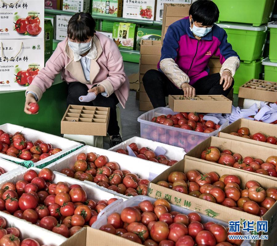 웨이난시 화저우구 쥔차오(君朝) 현대시설 농업산업단지의 직원들이 운송 준비를 하며 토마토를 포장하고 있다. [2월 26일 촬영/사진 출처: 신화망]