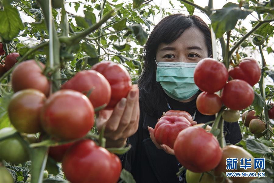 고객이 웨이난시 화저우구 류즈진 롄펑 청과물산업단지의 비닐하우스에서 토마토를 채집하고 있다. [2월 26일 촬영/사진 출처: 신화망]