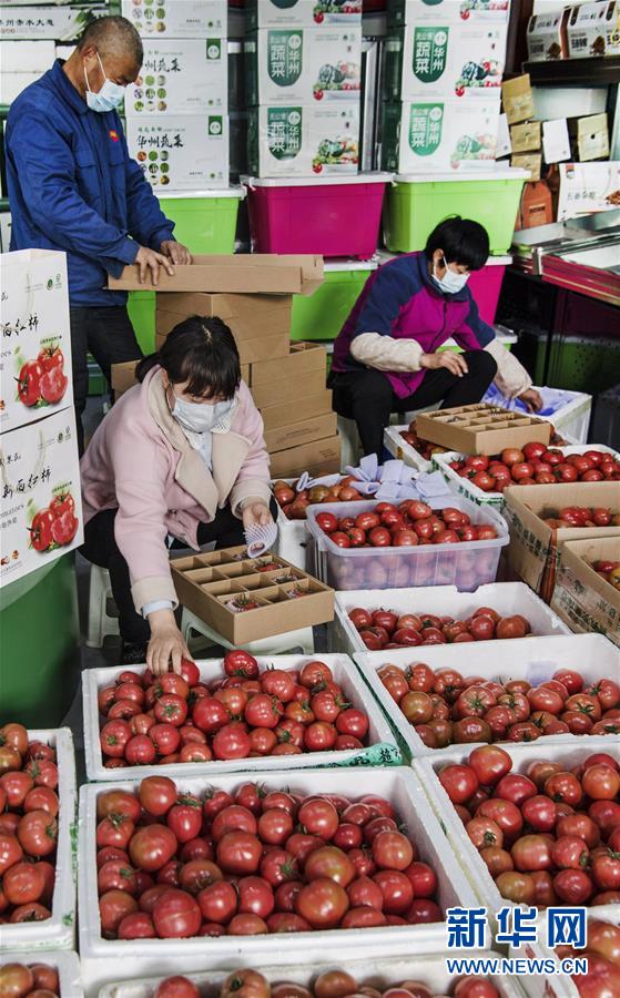 웨이난시 화저우구 쥔차오(君朝) 현대시설 농업산업단지의 직원들이 운송 준비를 하며 토마토를 포장하고 있다. [2월 26일 촬영/사진 출처: 신화망]