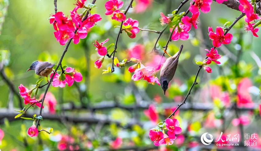 새가 충칭시 난촨구 화산공원에 활짝 핀 꽃들 사이를 날아다니며 꿀을 딴다. [2월 25일 촬영/사진 출처: 인민망]